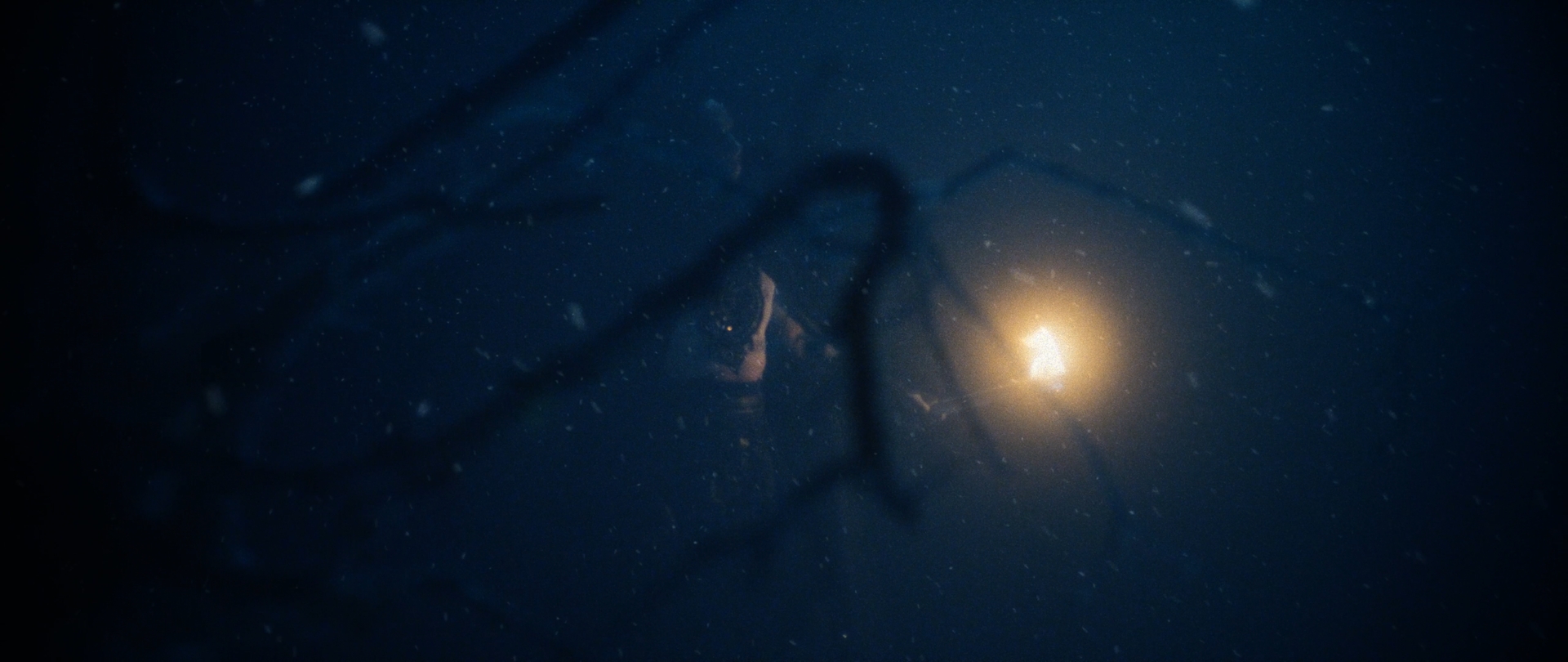 Behemoth Mystic still - cloaked figure with a torch seen through a tangle of bare branches